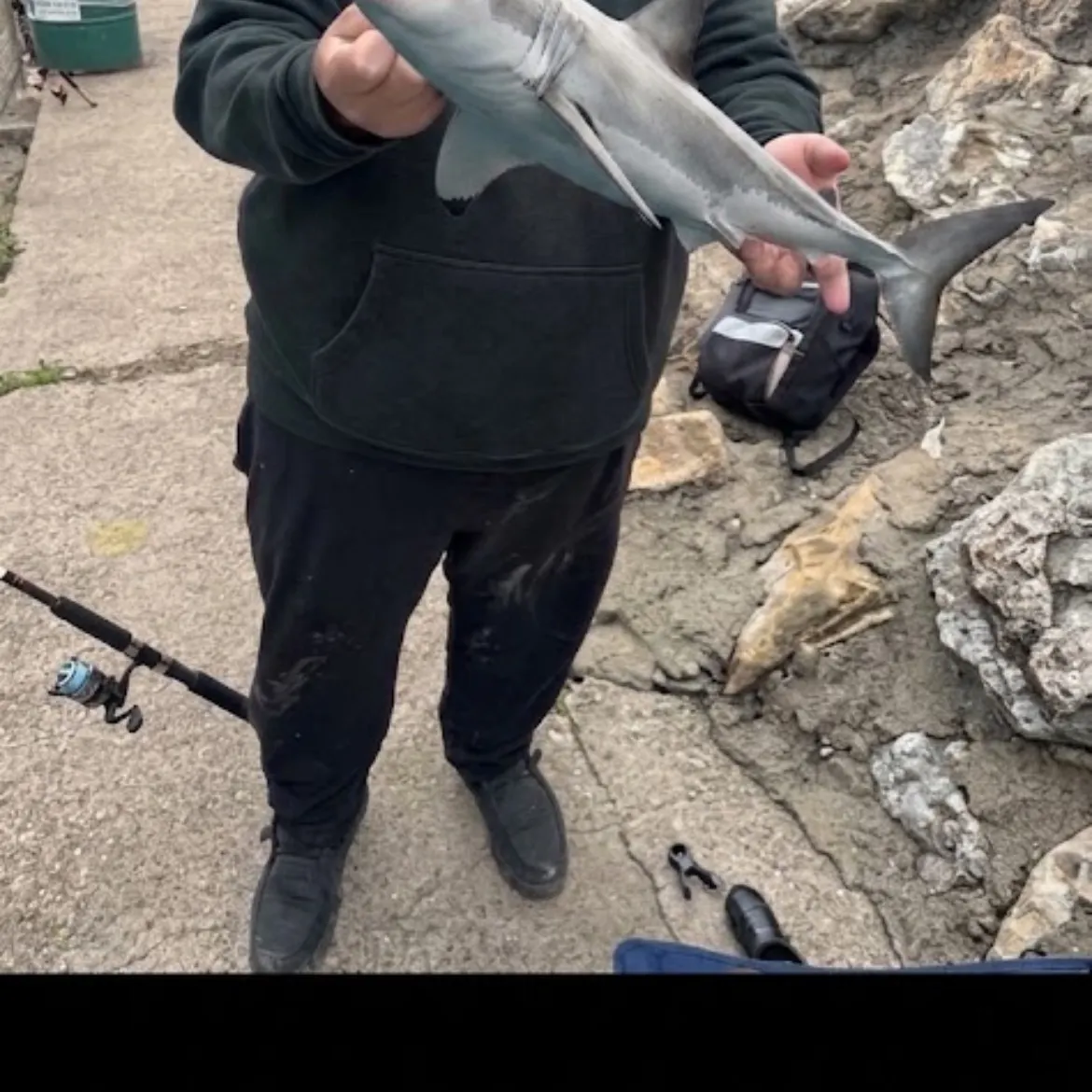 Great white shark caught on Fishbrain