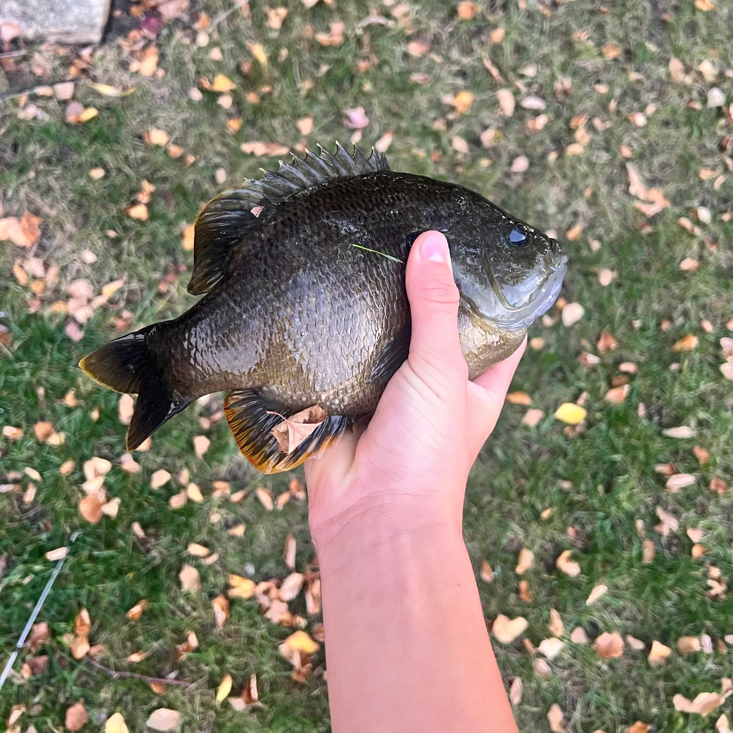 Greengill hybrid caught on Fishbrain