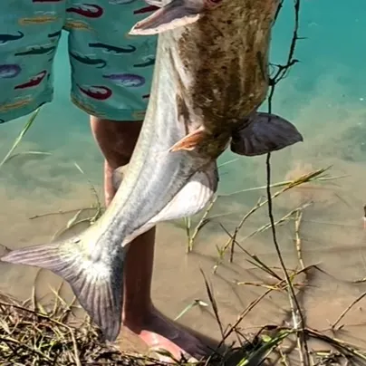 Blue catfish caught on Fishbrain