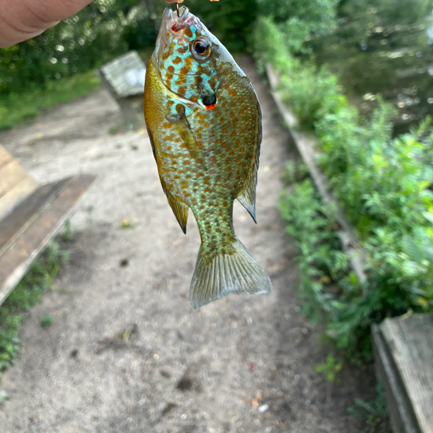 recently logged catches