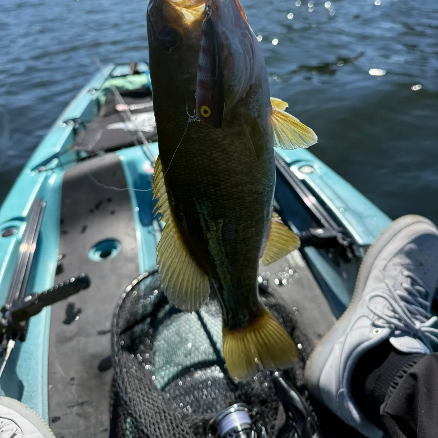 Smallmouth bass caught on Fishbrain