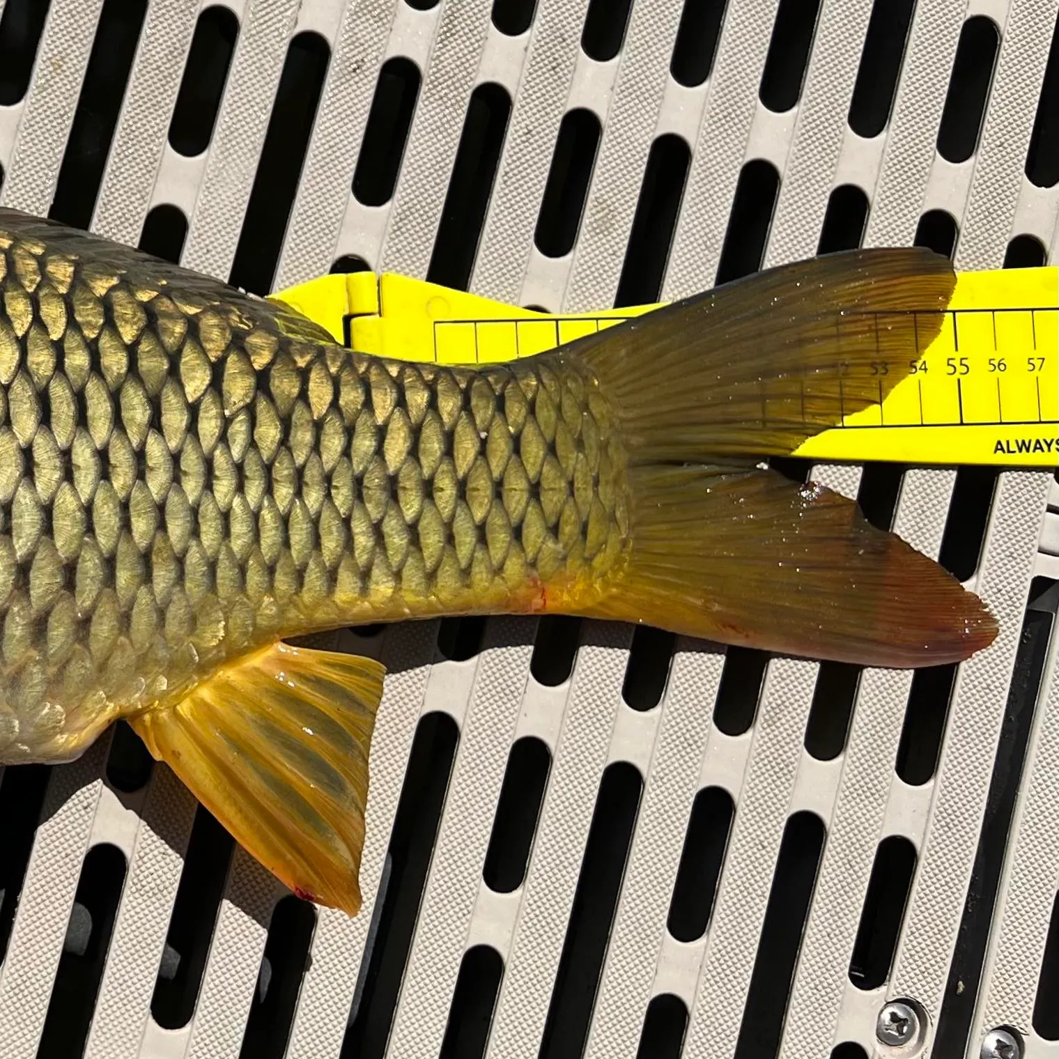 recently logged catches