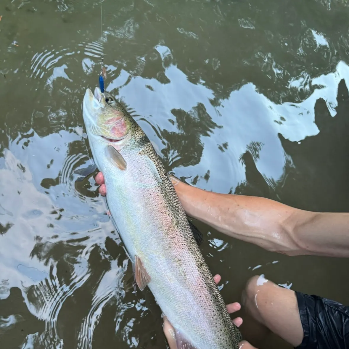 Steelhead caught on Fishbrain