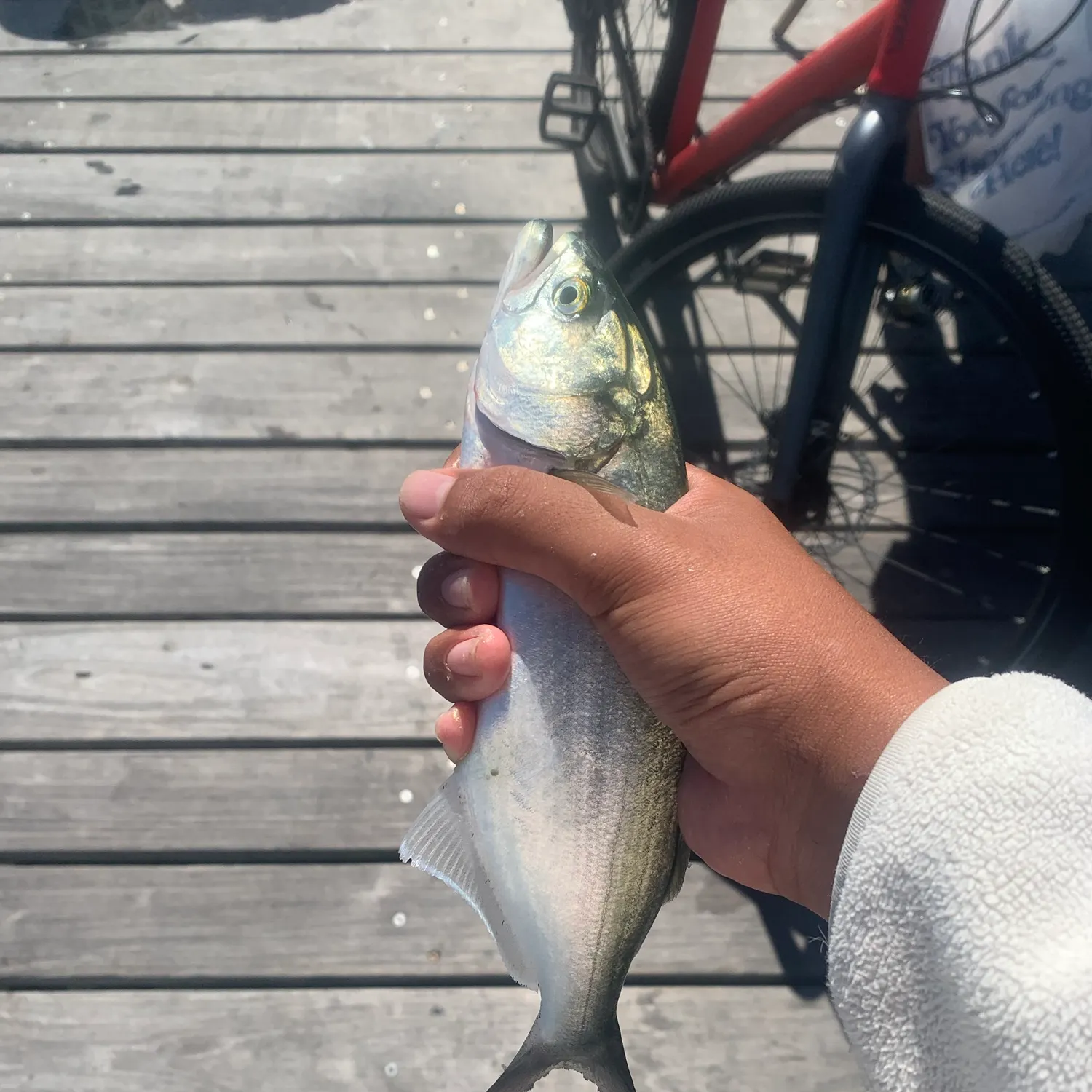 Bluefish caught on Fishbrain