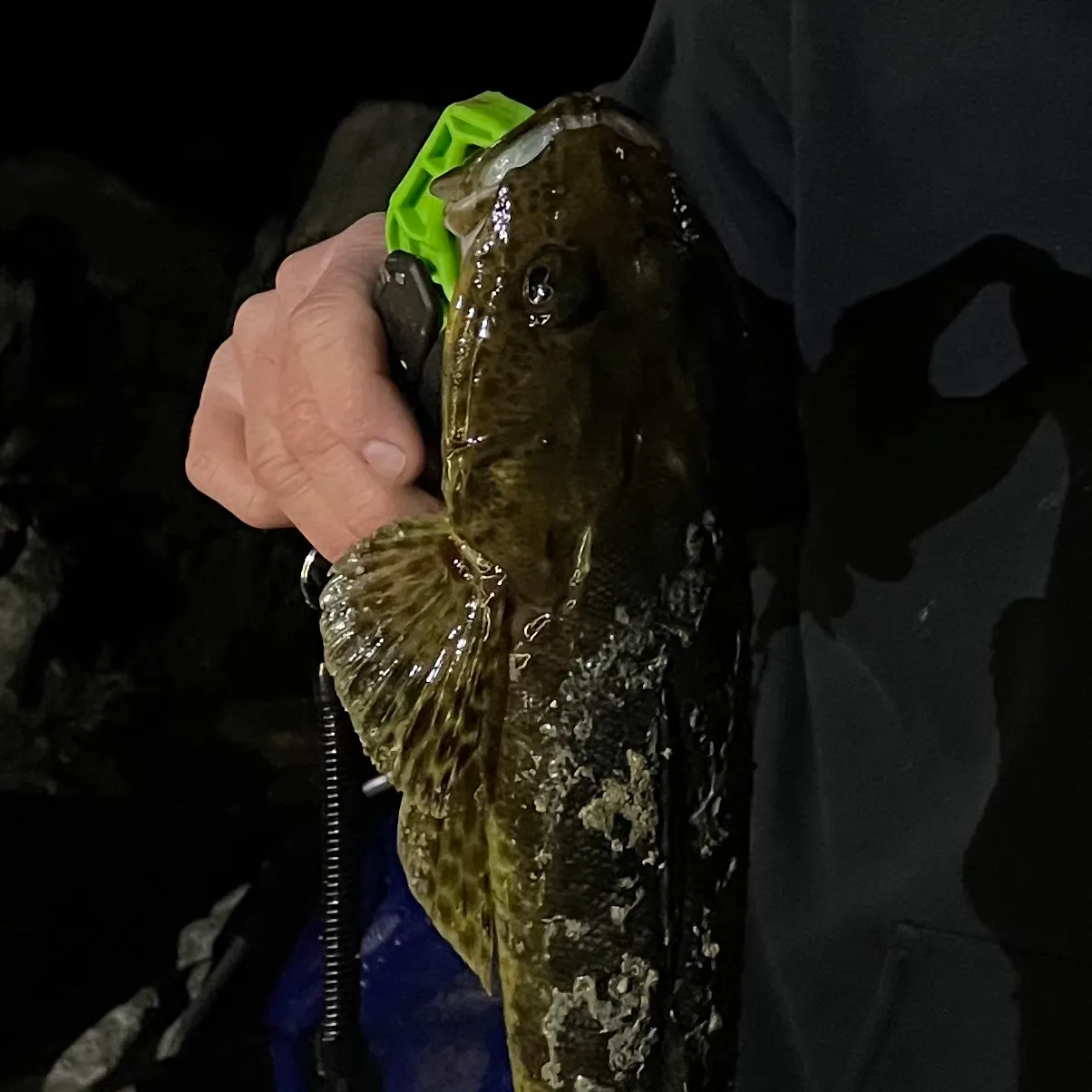 Blue-spotted flathead caught on Fishbrain