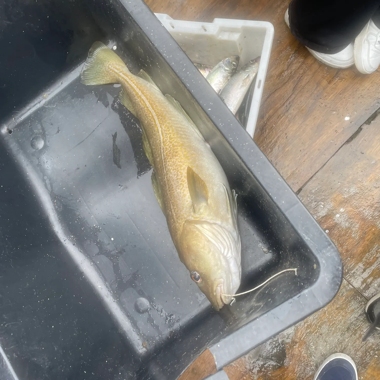Atlantic cod caught on Fishbrain