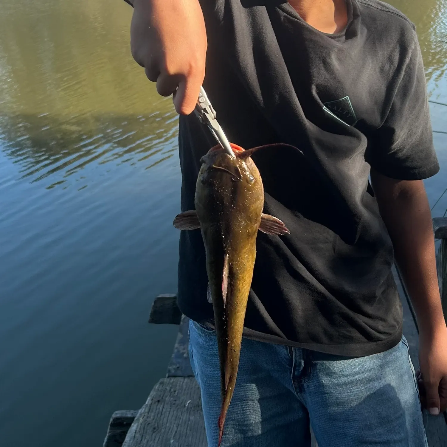 Yellow bullhead caught on Fishbrain