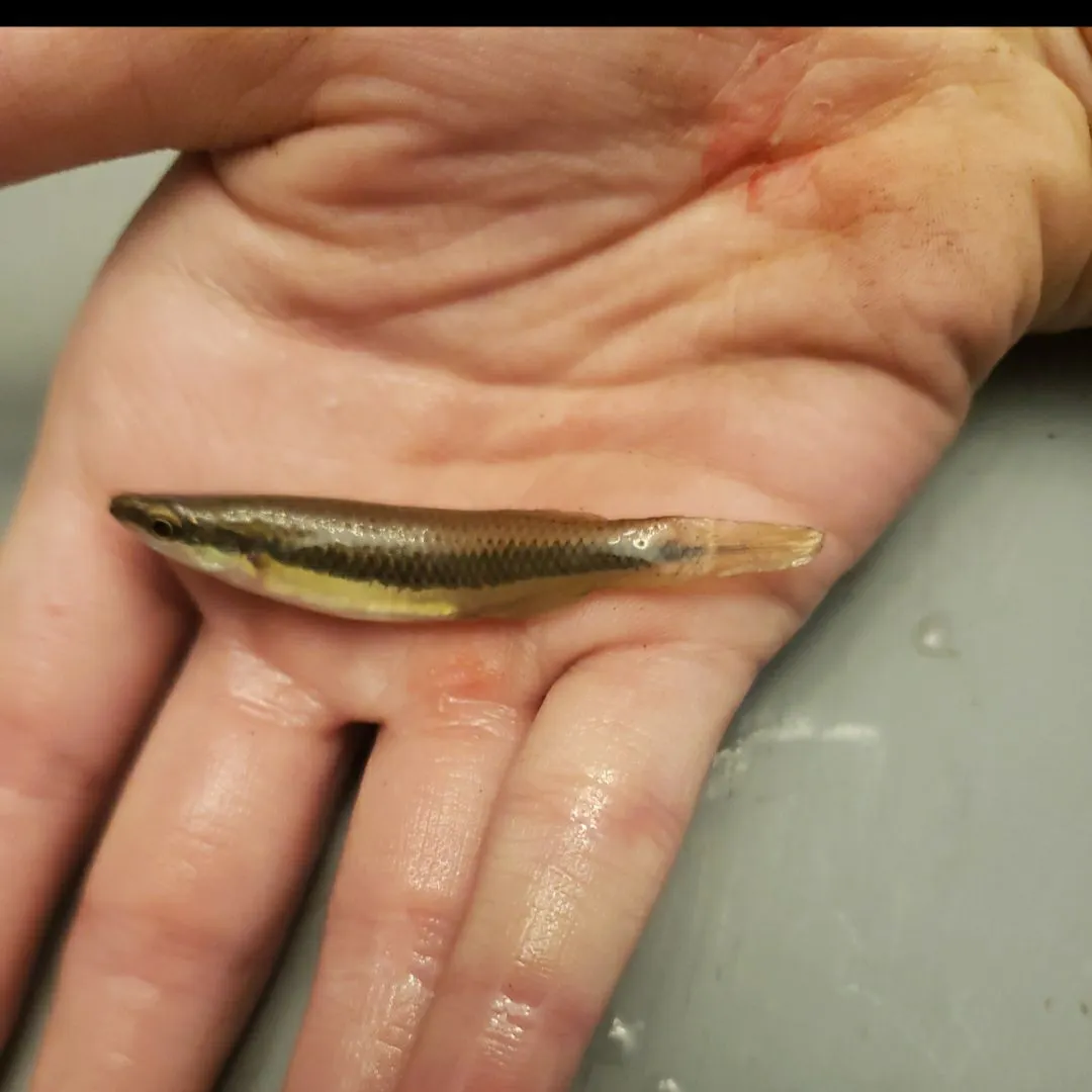 The most recent Blackstripe topminnow catches on Fishbrain