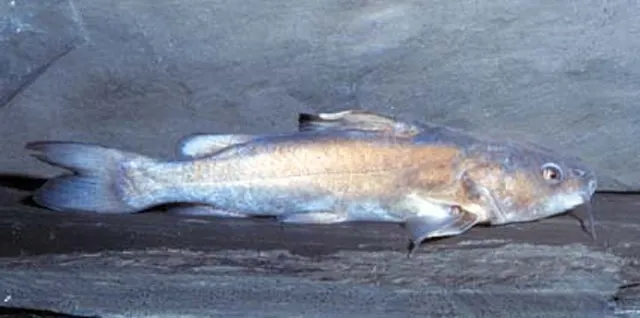 Bagrid catfish