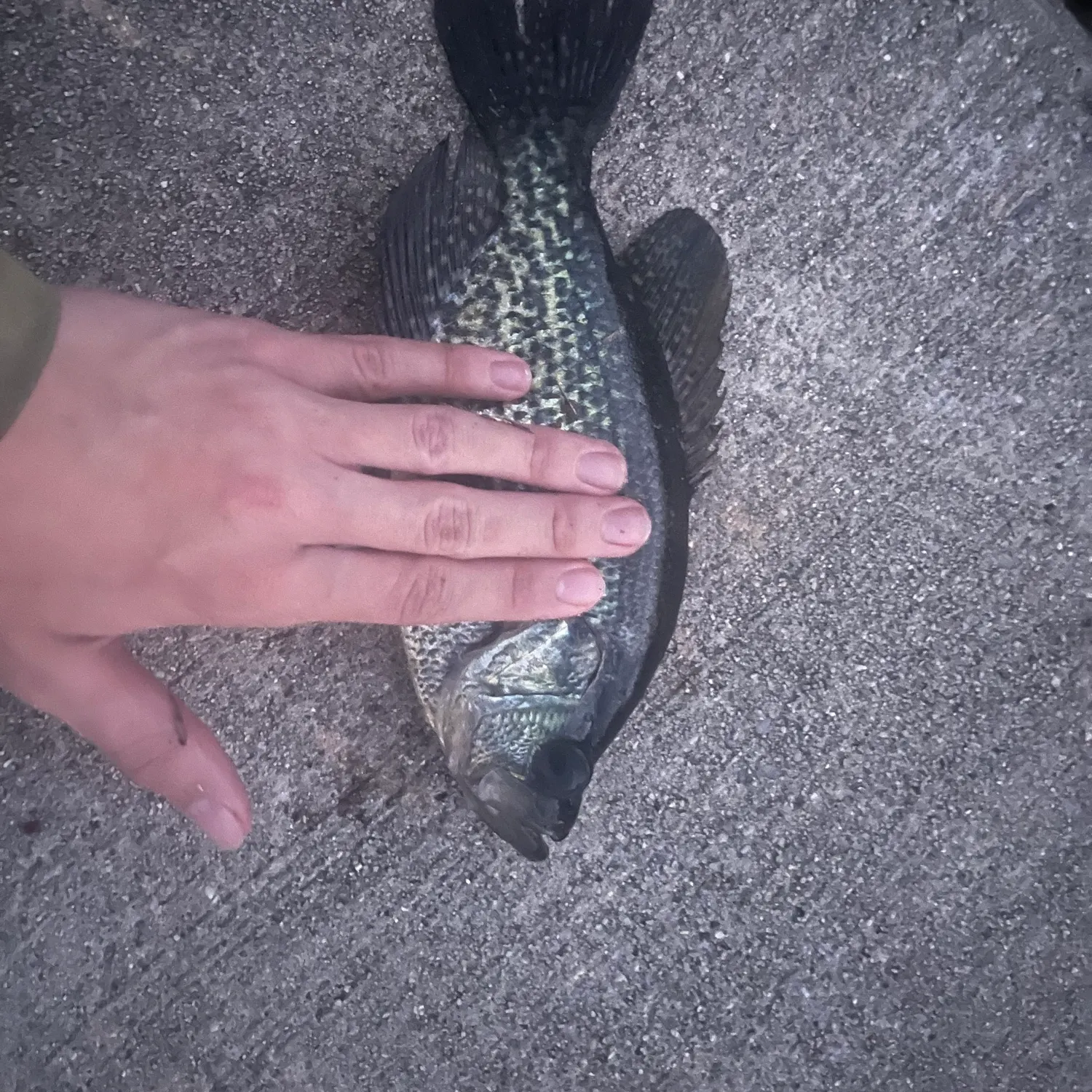 Black crappie caught on Fishbrain