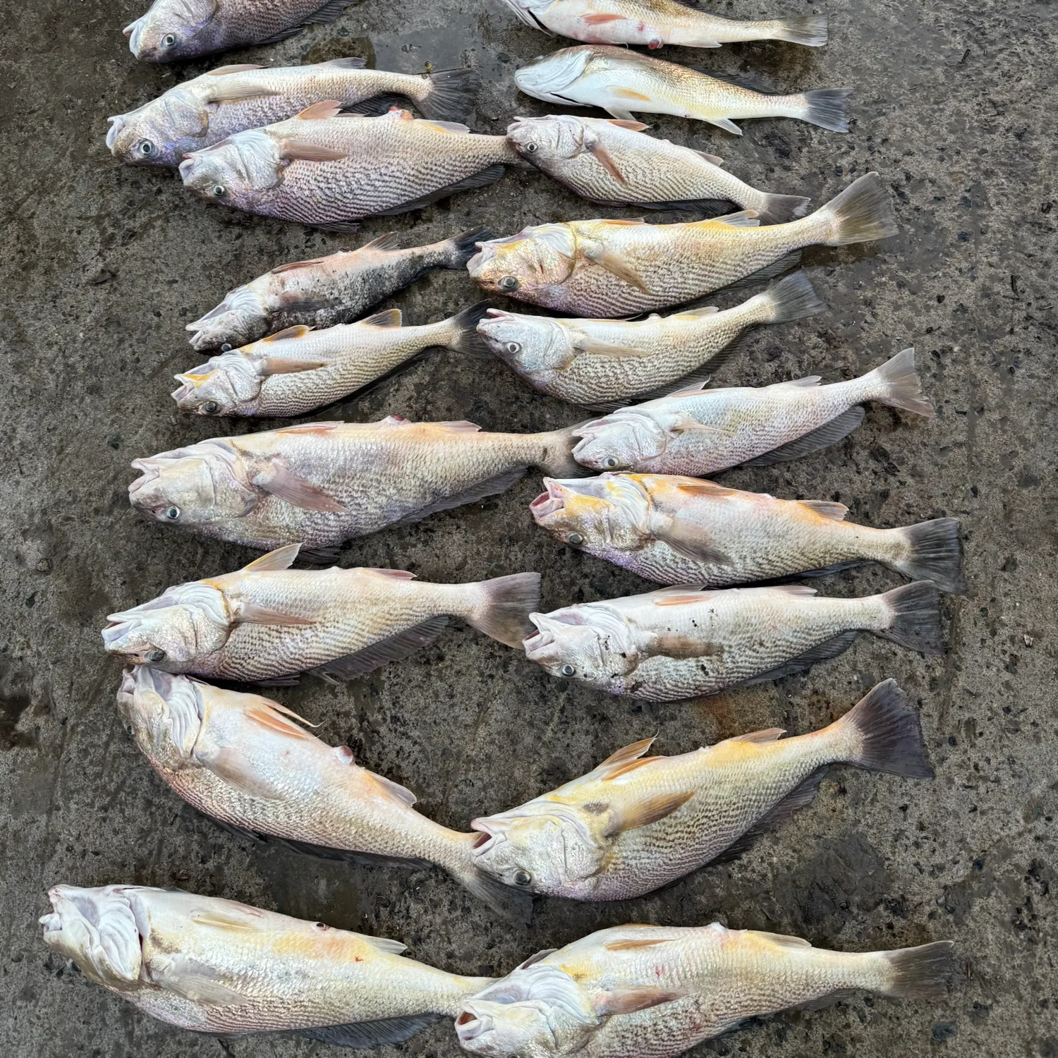 recently logged catches