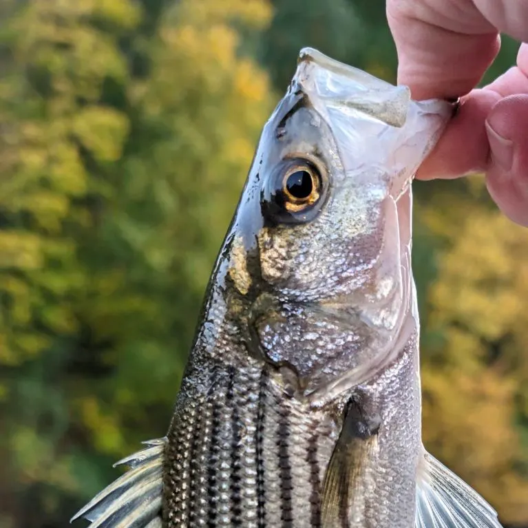 Striped bass caught on Fishbrain
