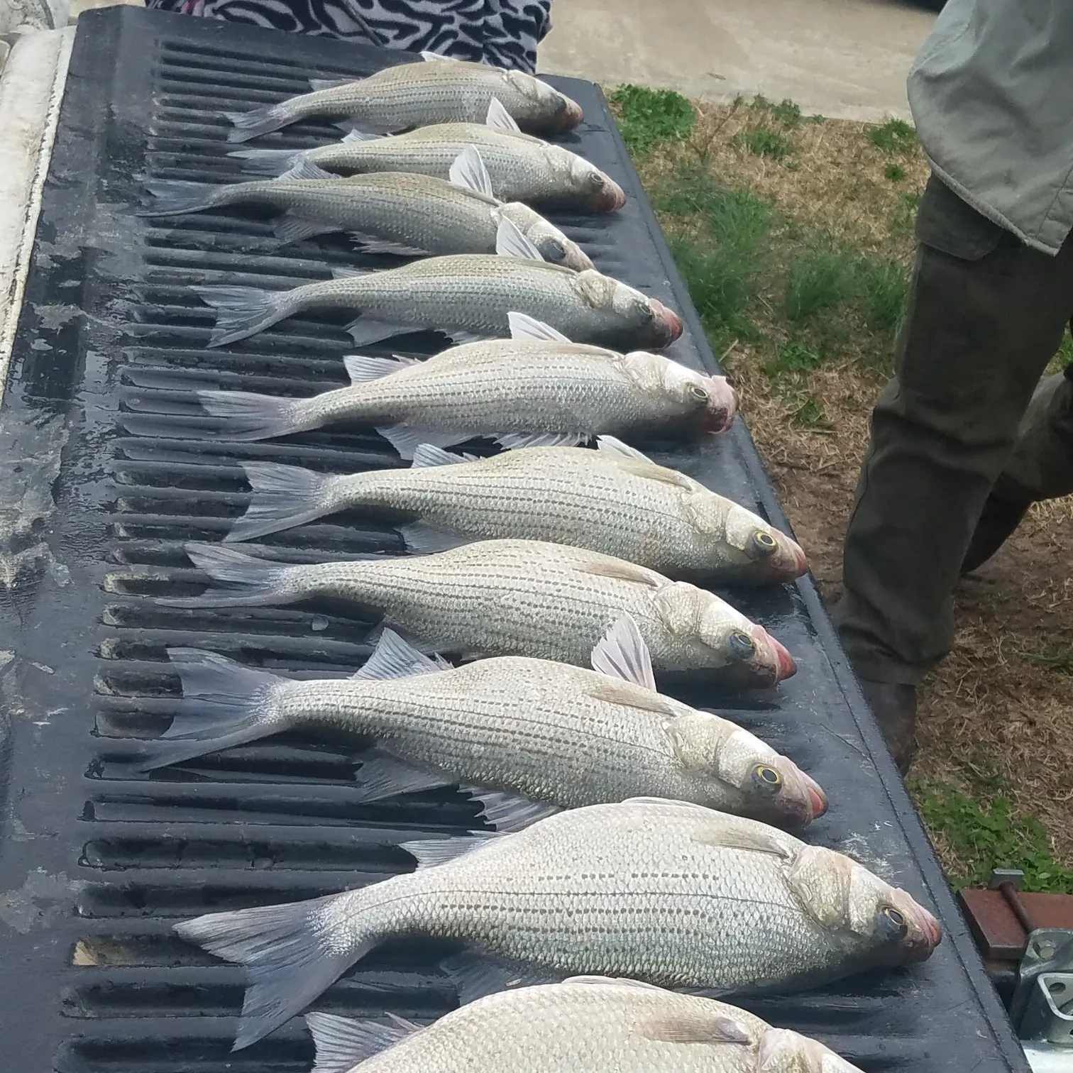 recently logged catches