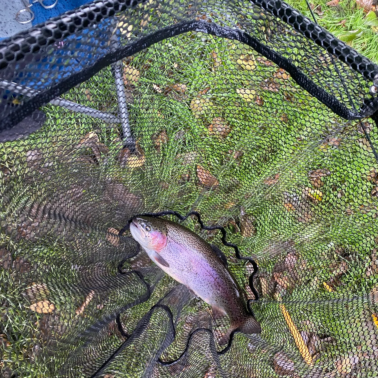 Rainbow trout caught on Fishbrain