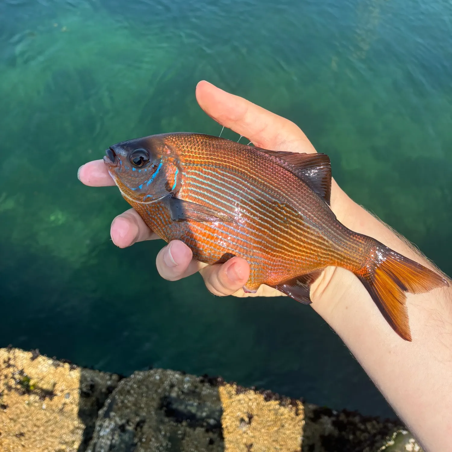Striped seaperch caught on Fishbrain