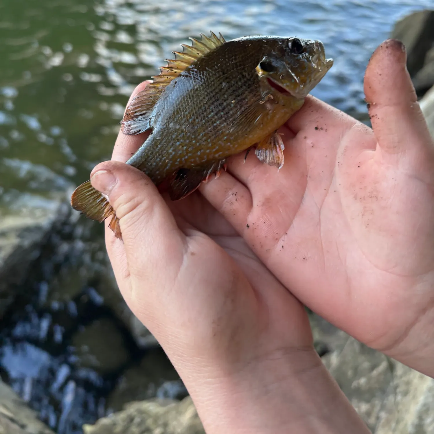 Green sunfish caught on Fishbrain