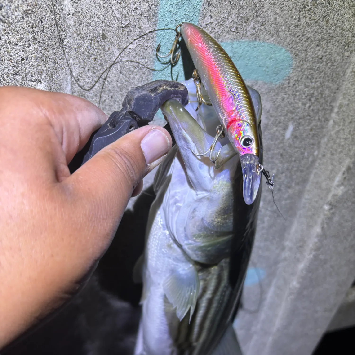 Striped bass caught on Fishbrain