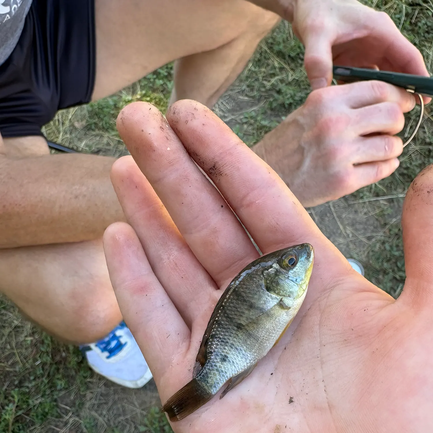 Mozambique tilapia caught on Fishbrain