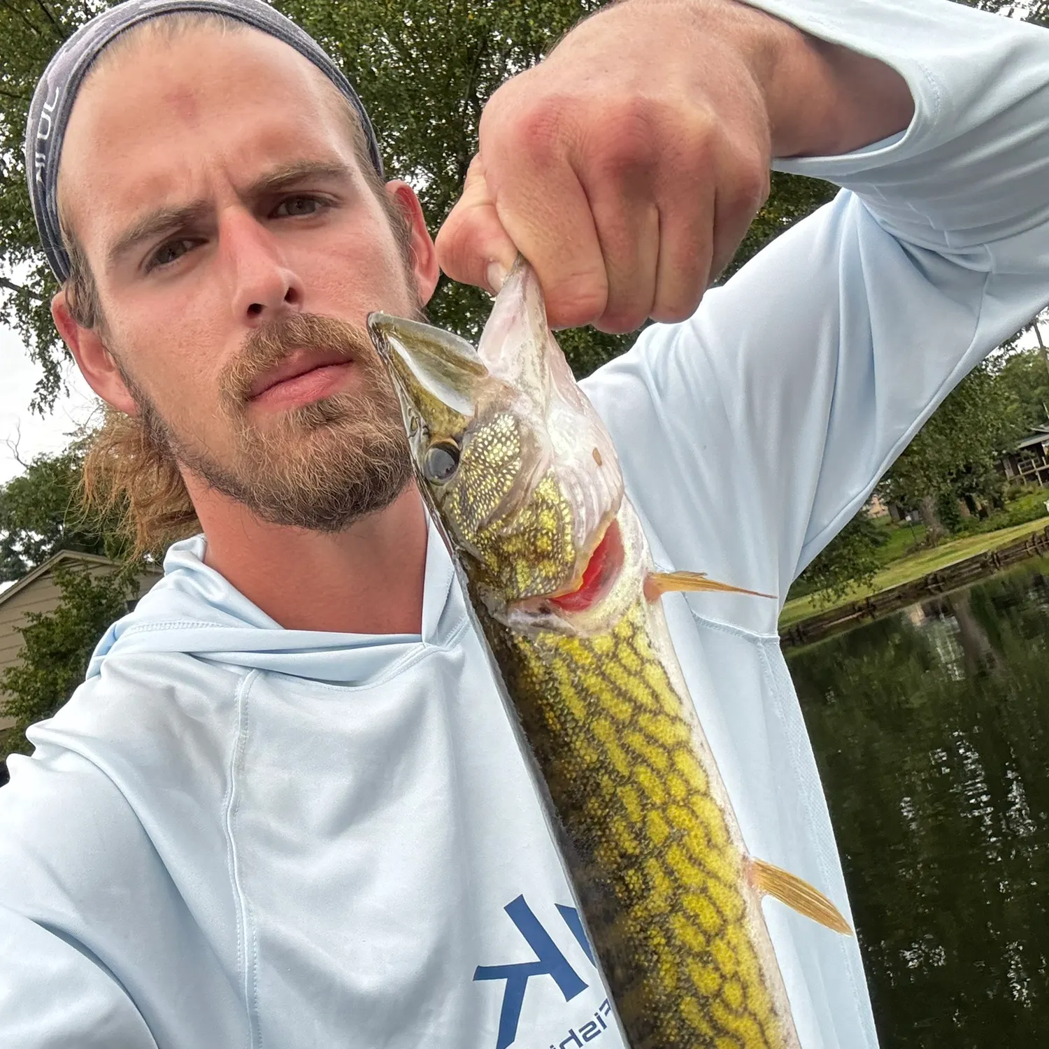 Chain pickerel caught on Fishbrain