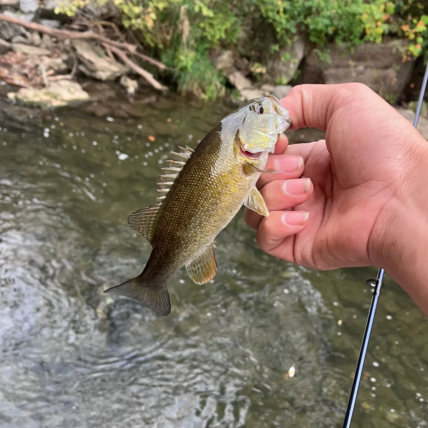 Smallmouth bass caught on Fishbrain