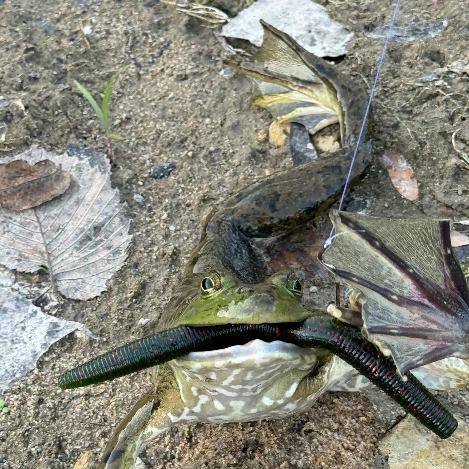 The most recent Commerson's frogfish catches on Fishbrain