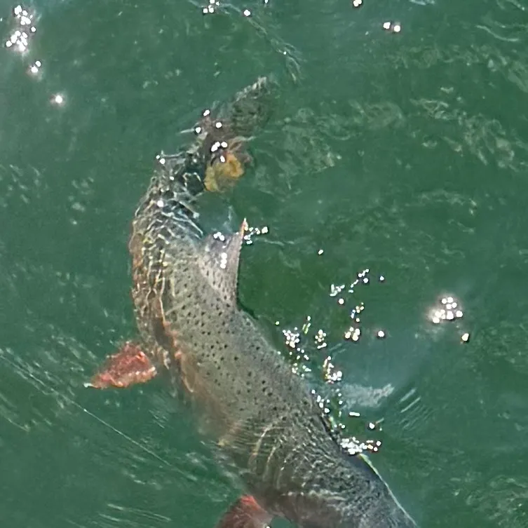 Rainbow trout caught on Fishbrain