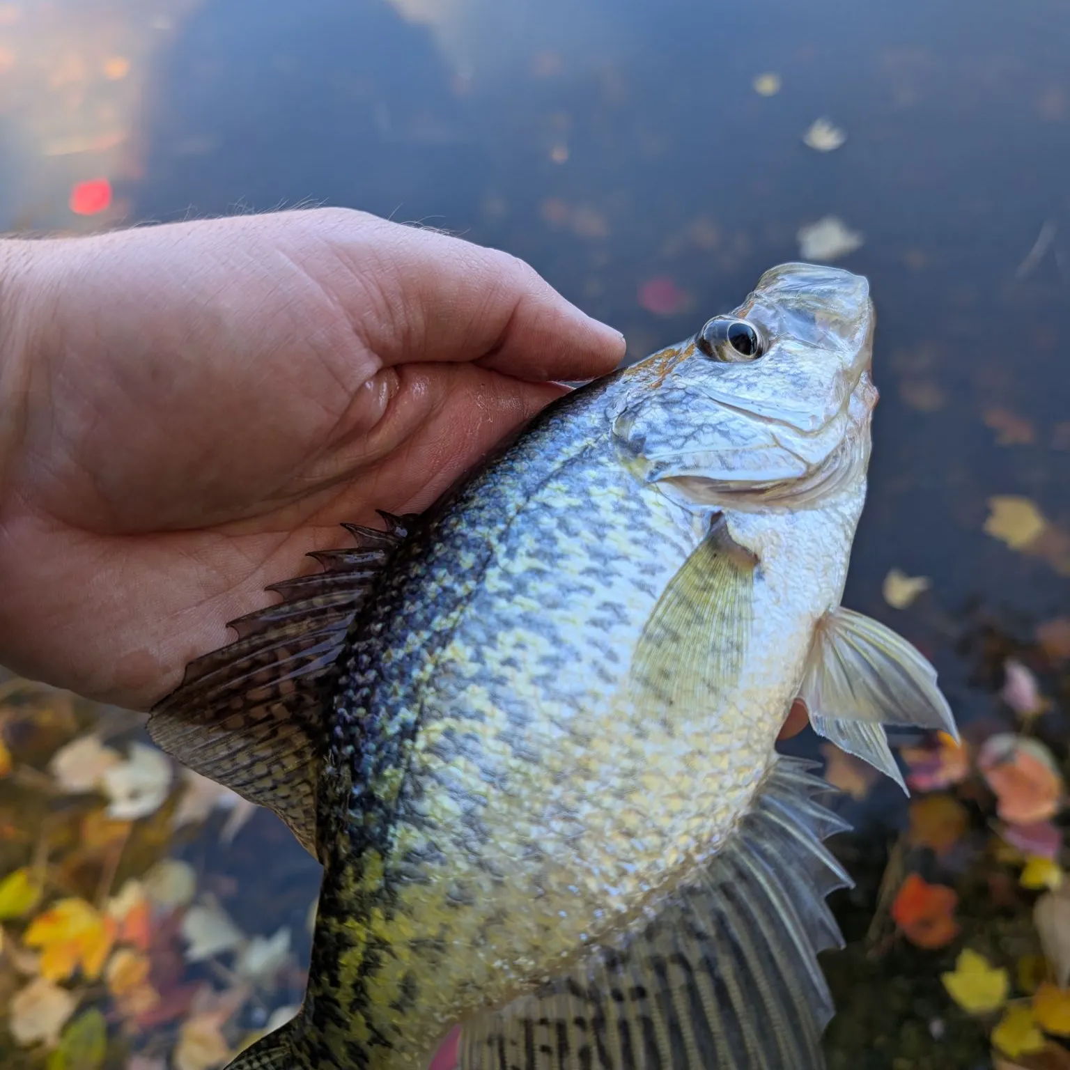 Black crappie caught on Fishbrain