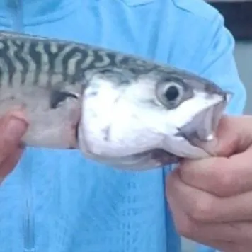 The most recent Atlantic mackerel catches on Fishbrain