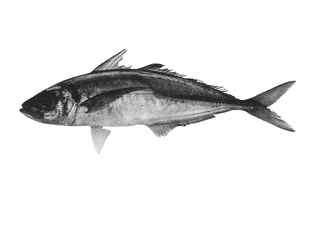 Yellowtail horse mackerel