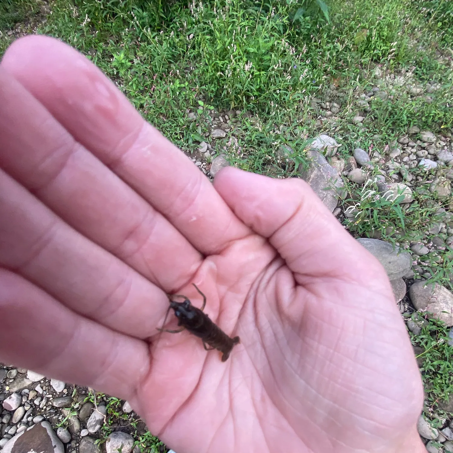 The most recent Northern clearwater crayfish catches on Fishbrain