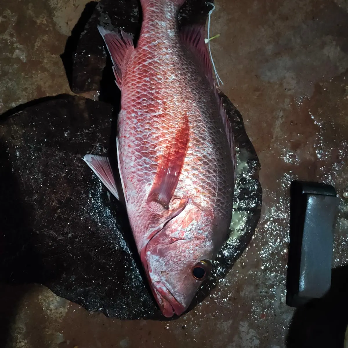 Fishing in India ️️️️ Explore the best fishing spots and areas