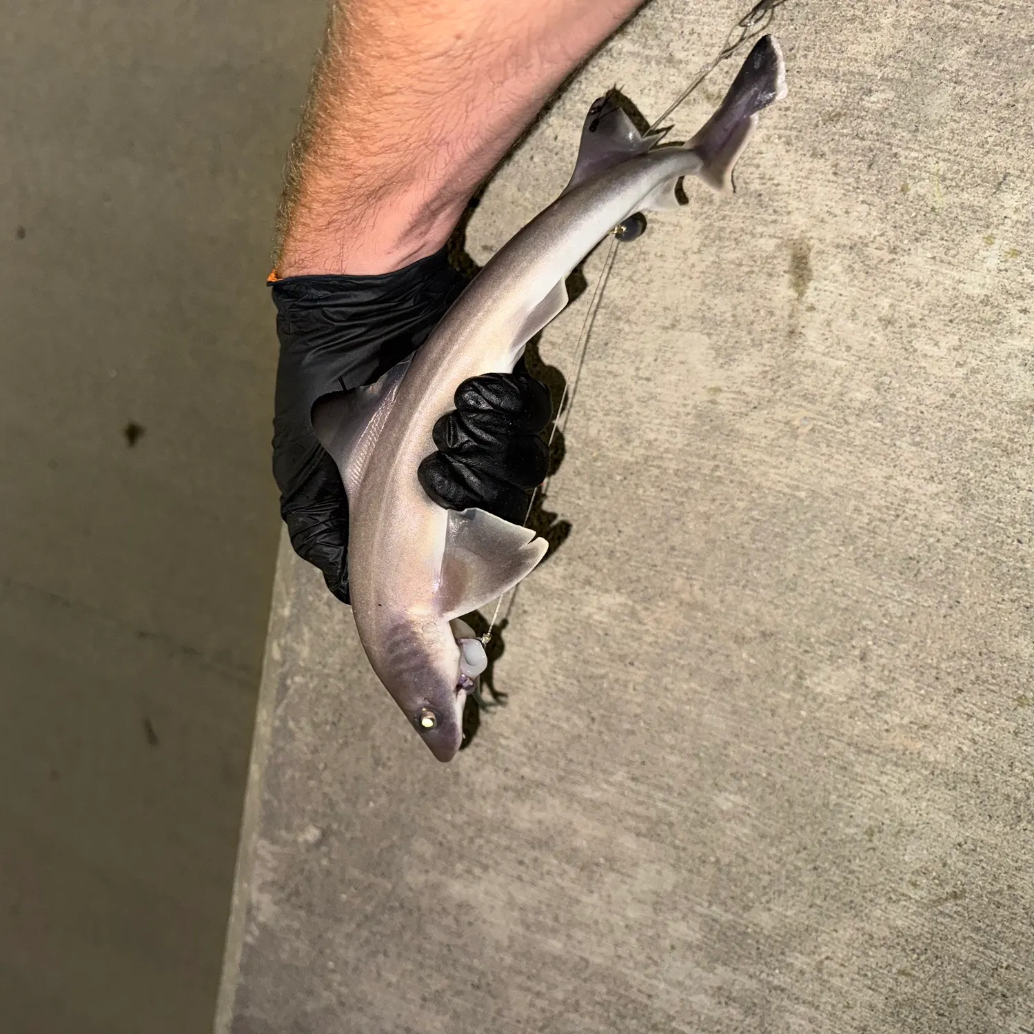 Dusky smooth-hound caught on Fishbrain
