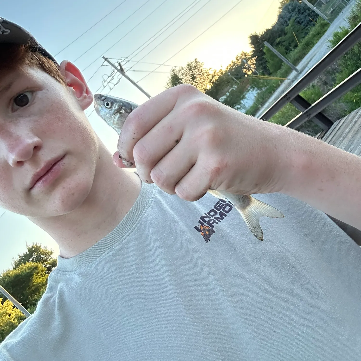 The most recent Silver chub catches on Fishbrain