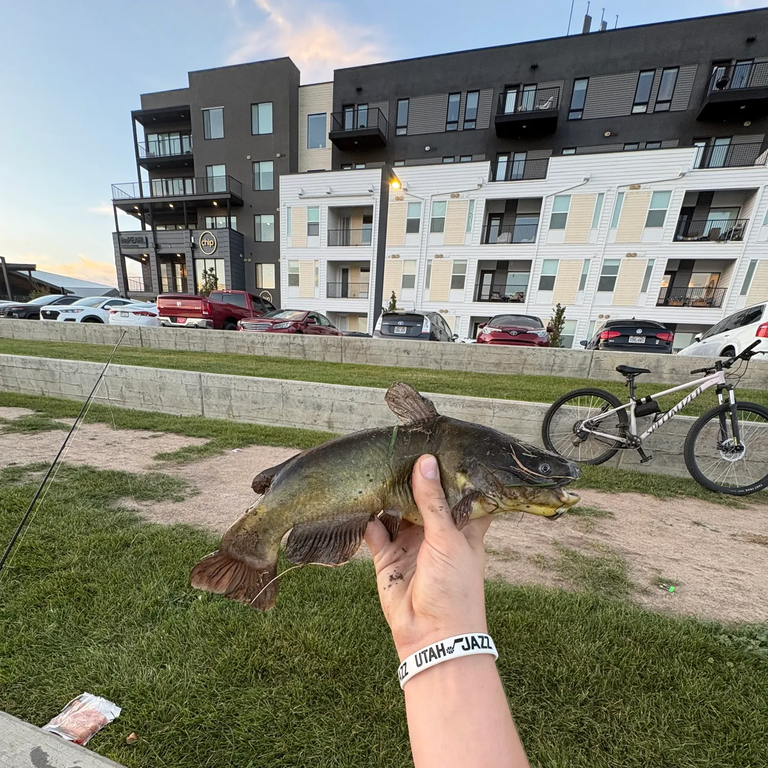 Black bullhead caught on Fishbrain