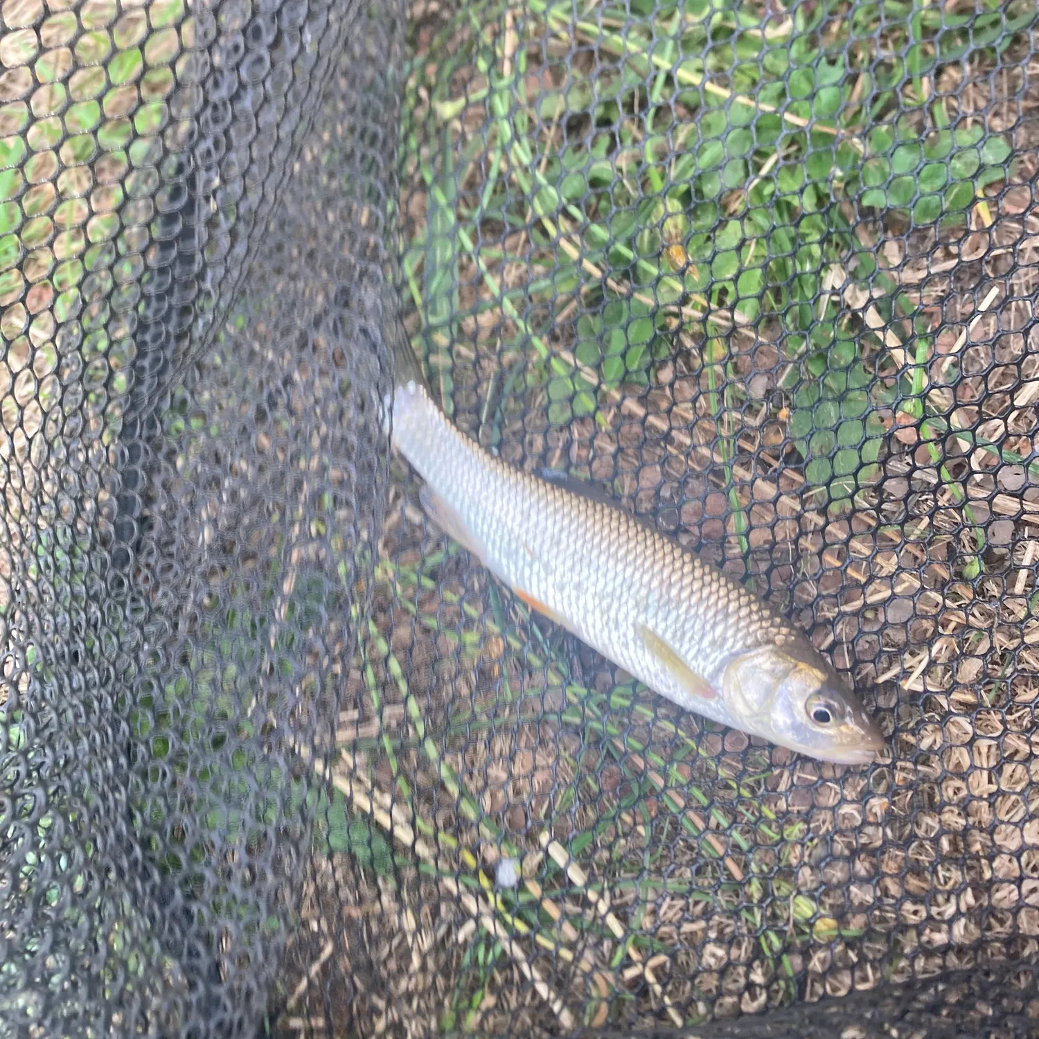 European chub caught on Fishbrain