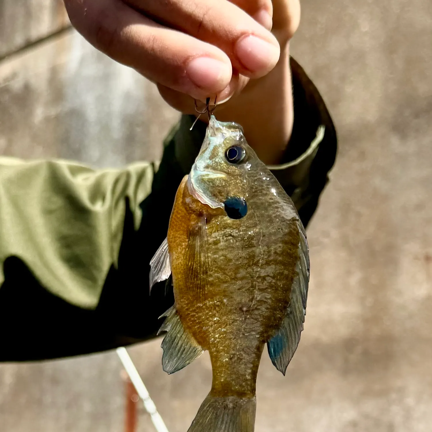 Bluegill caught on Fishbrain