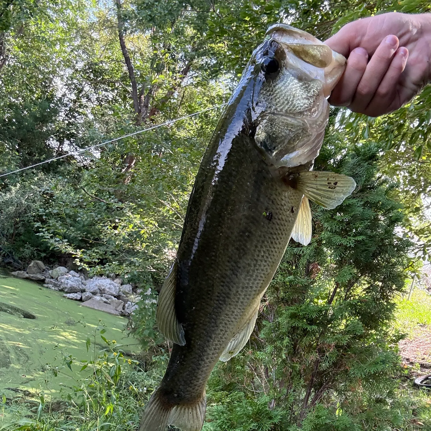 Largemouth bass caught on Fishbrain