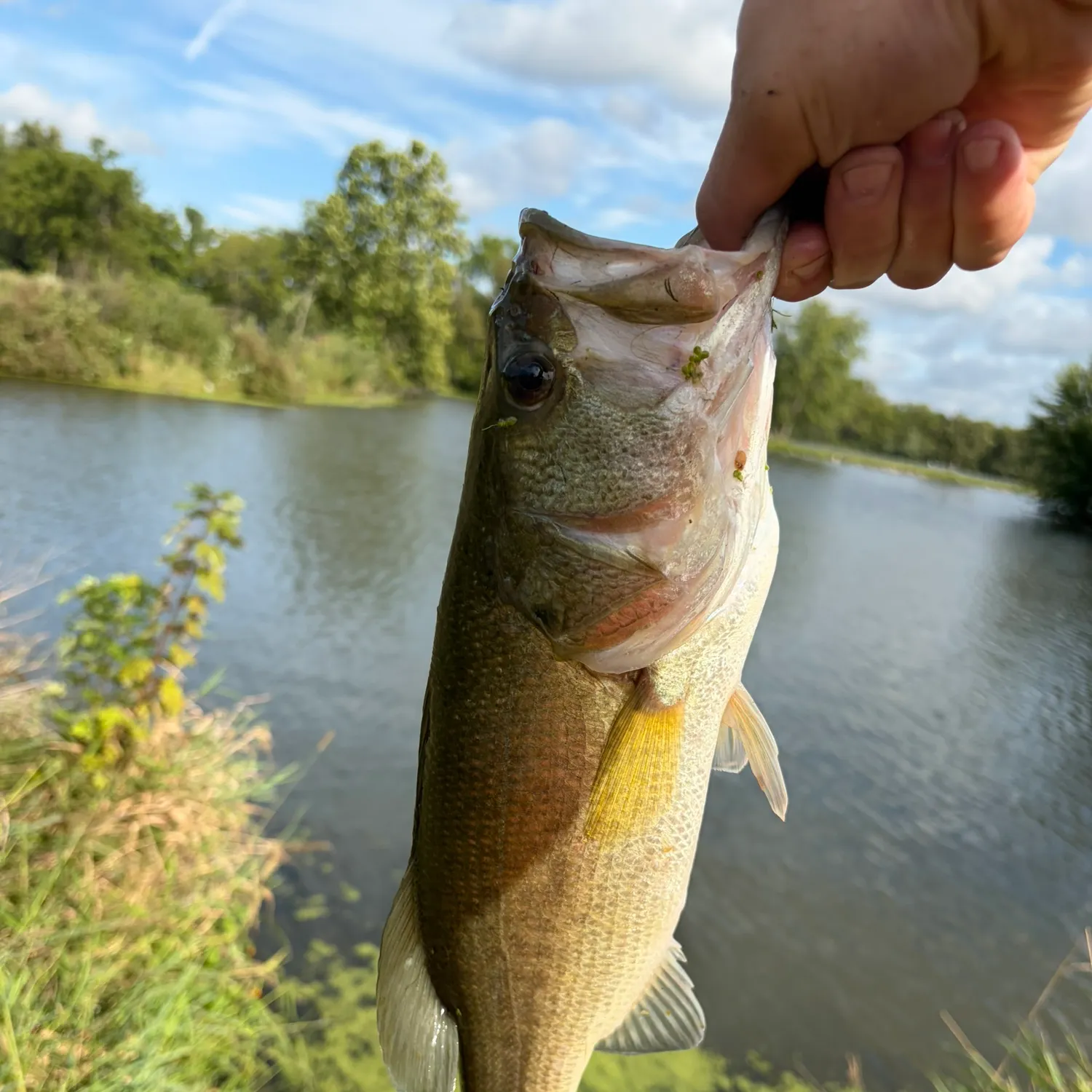 Fish caught on Fishbrain
