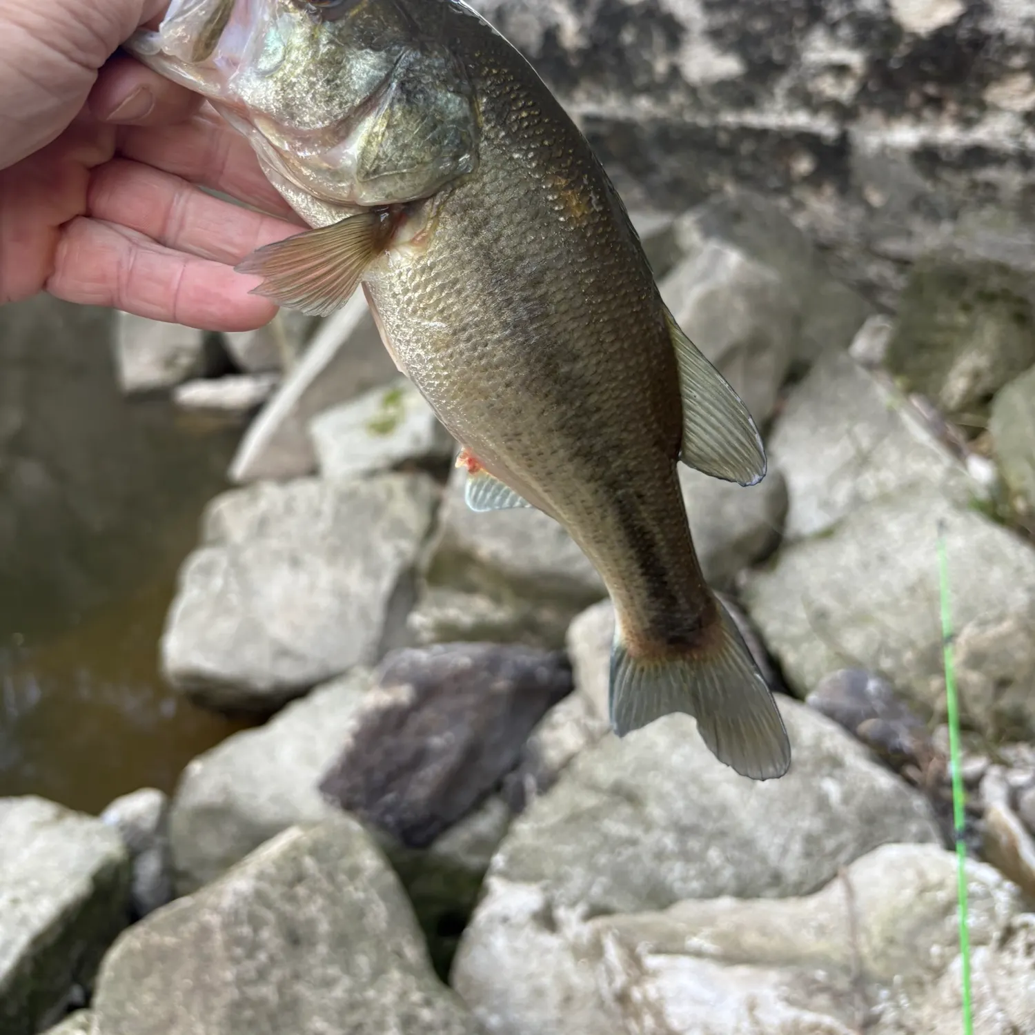 Largemouth bass caught on Fishbrain