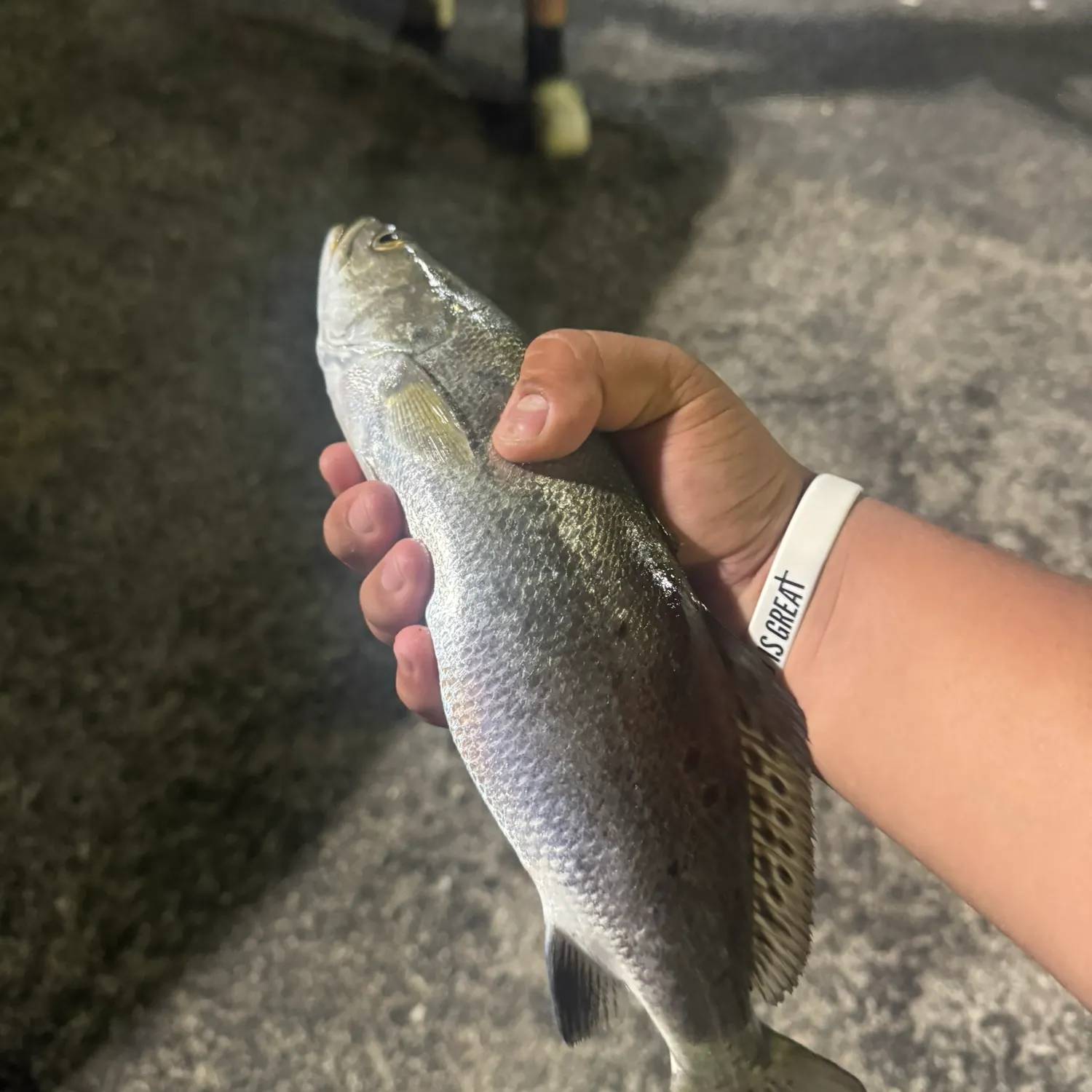 The most recent Spotted seatrout catches on Fishbrain