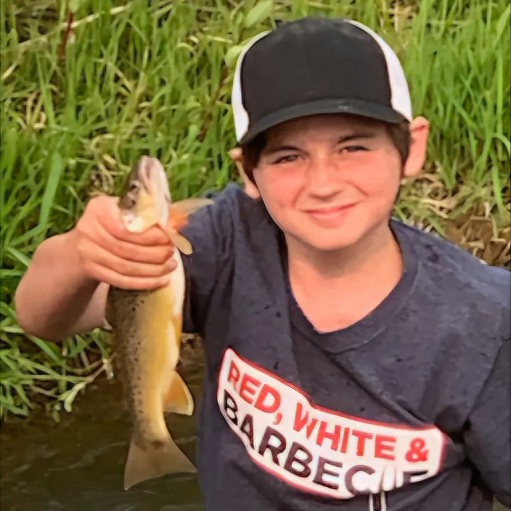 Brown trout caught on Fishbrain