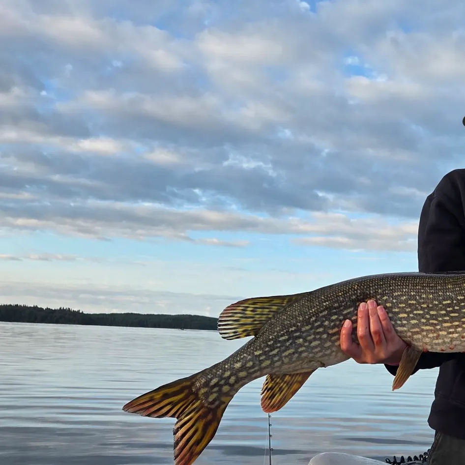 Northern pike caught on Fishbrain