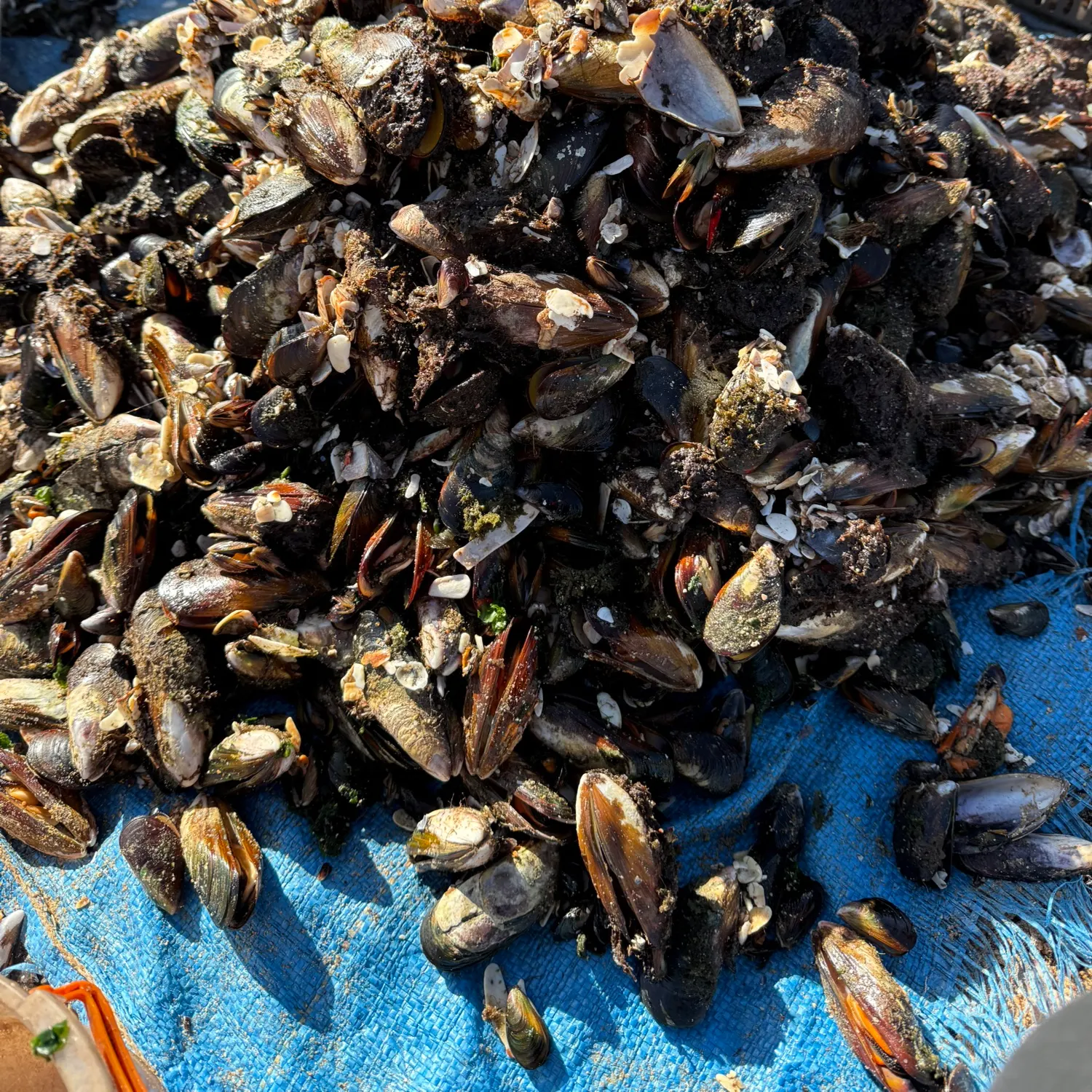 The most recent Allis shad catches on Fishbrain