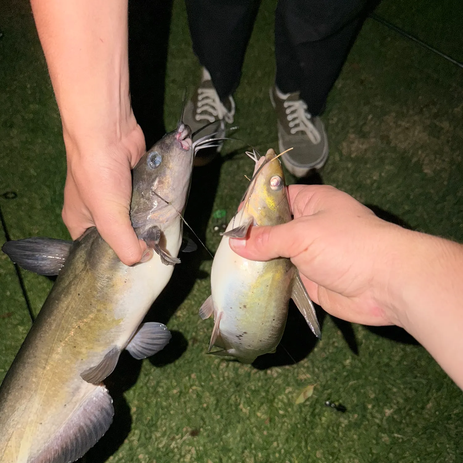 recently logged catches