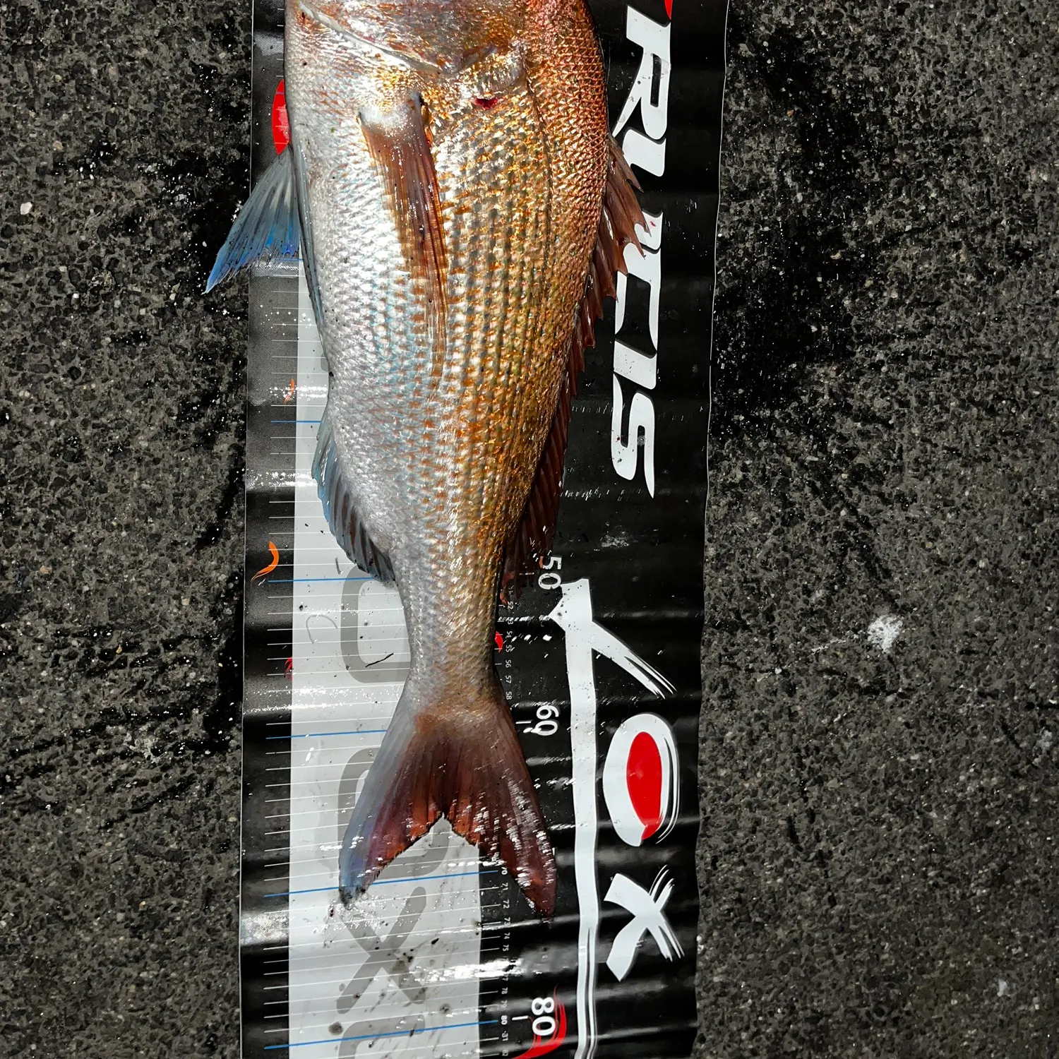 Australasian snapper caught on Fishbrain