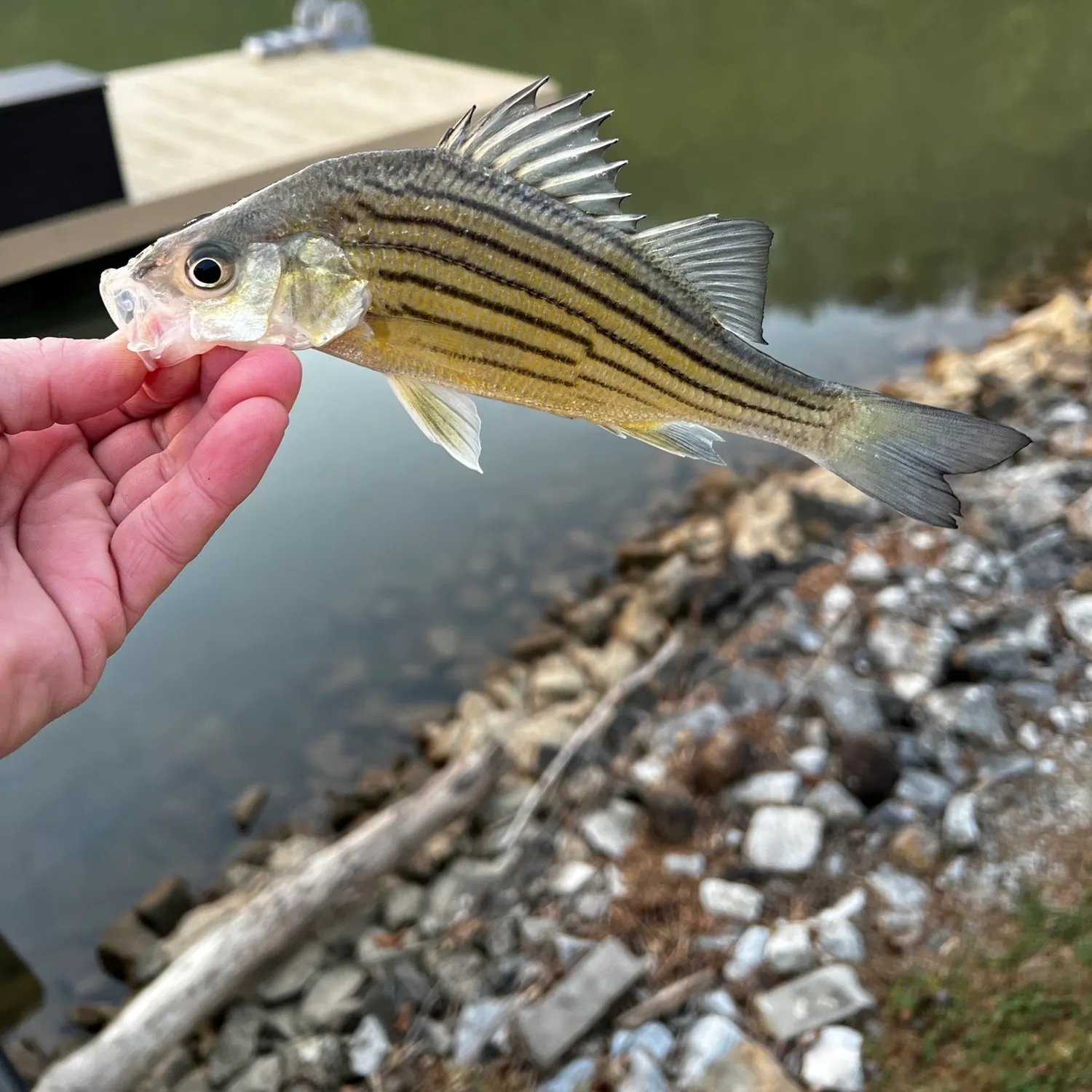 The most recent Yellow bass catches on Fishbrain
