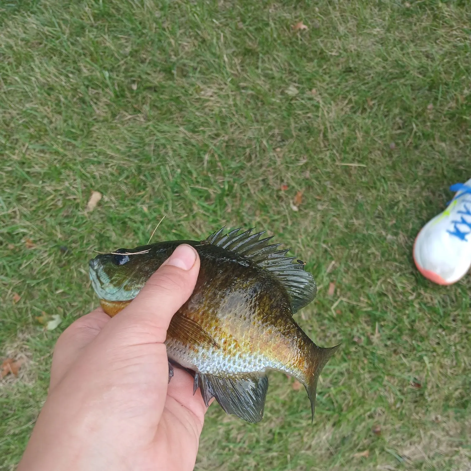 Bluegill caught on Fishbrain