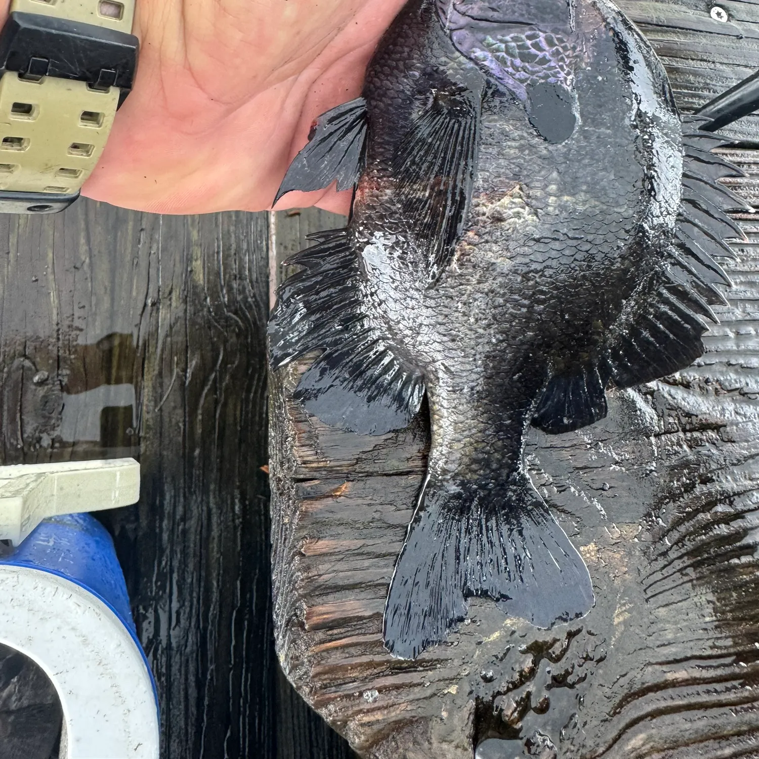 Coppernose bluegill caught on Fishbrain