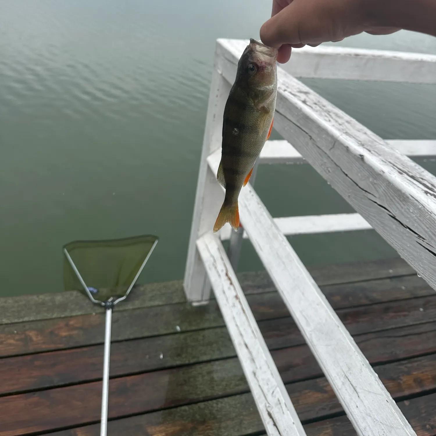 European perch caught on Fishbrain