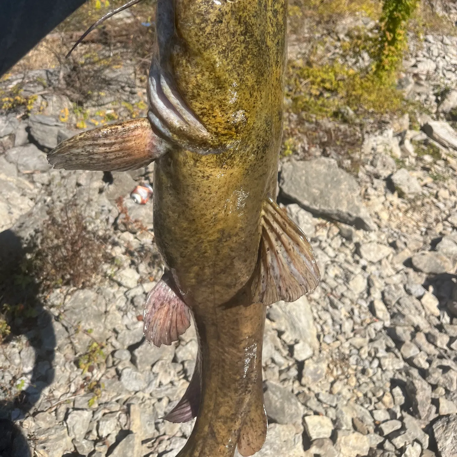 The most recent Flathead catfish catches on Fishbrain
